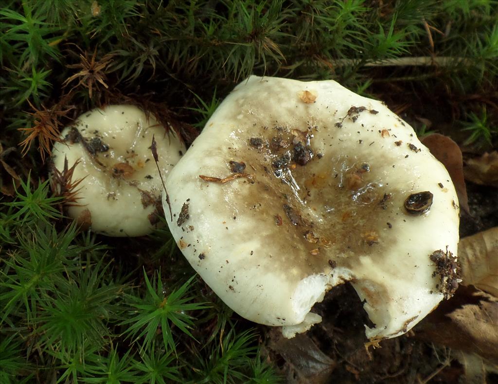 Russula acrifolia (door Anneke van der Putte)