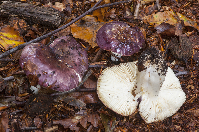 Russula brunneoviolacea (door Nico Dam)