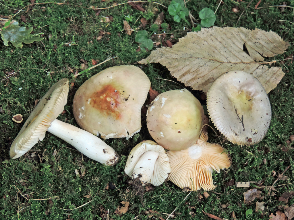 Russula carpini (door Jaap Wisman)