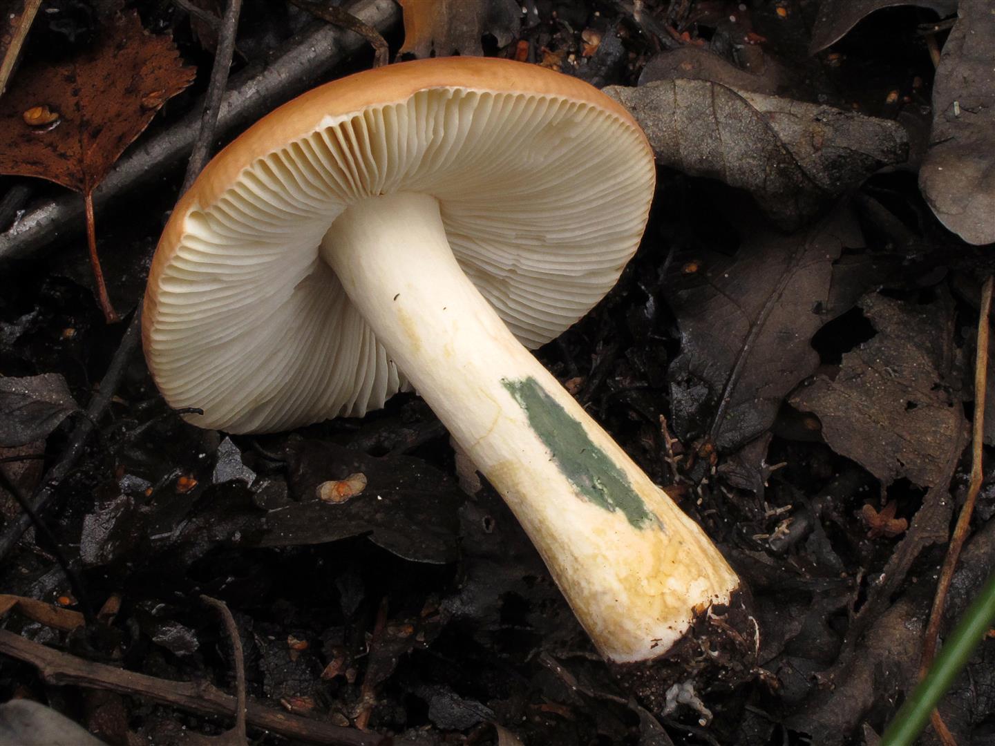 Russula clavipes (door Laurens van Run)