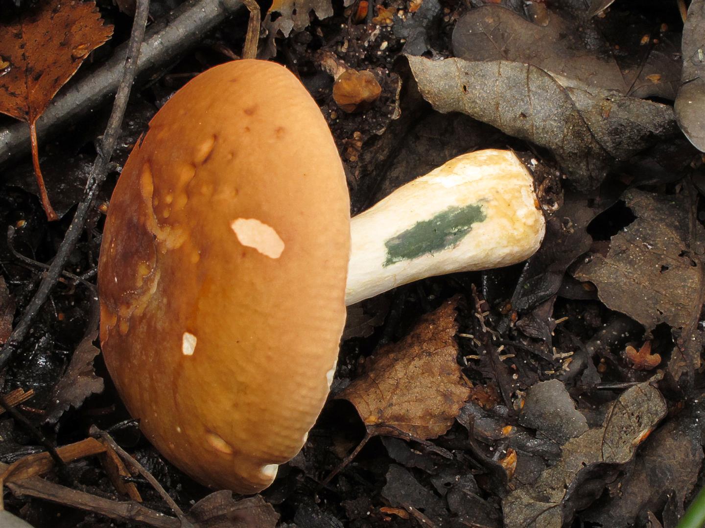 Russula clavipes (door Laurens van Run)