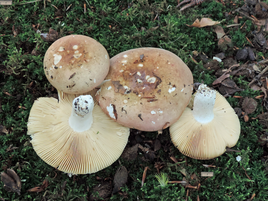 Russula curtipes (door Jaap Wisman)