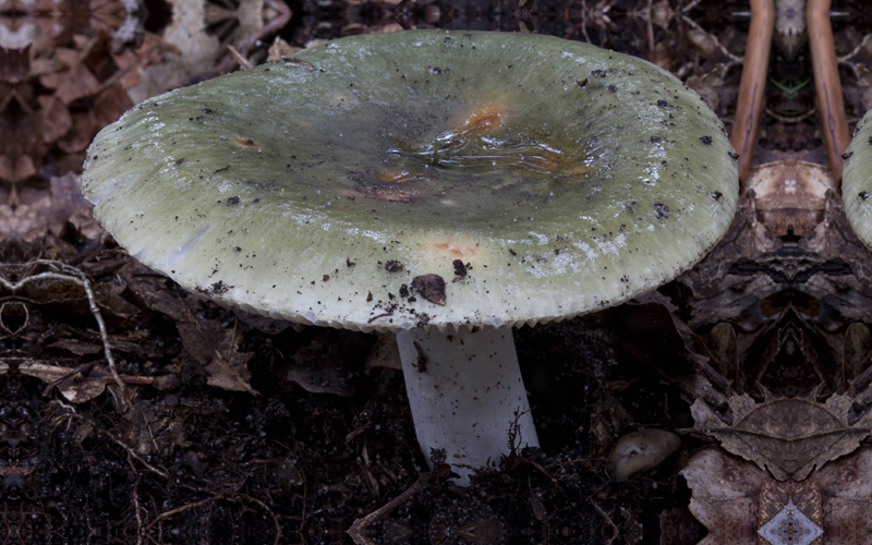 Russula cyanoxantha f. peltereaui (door Menno Boomsluiter)