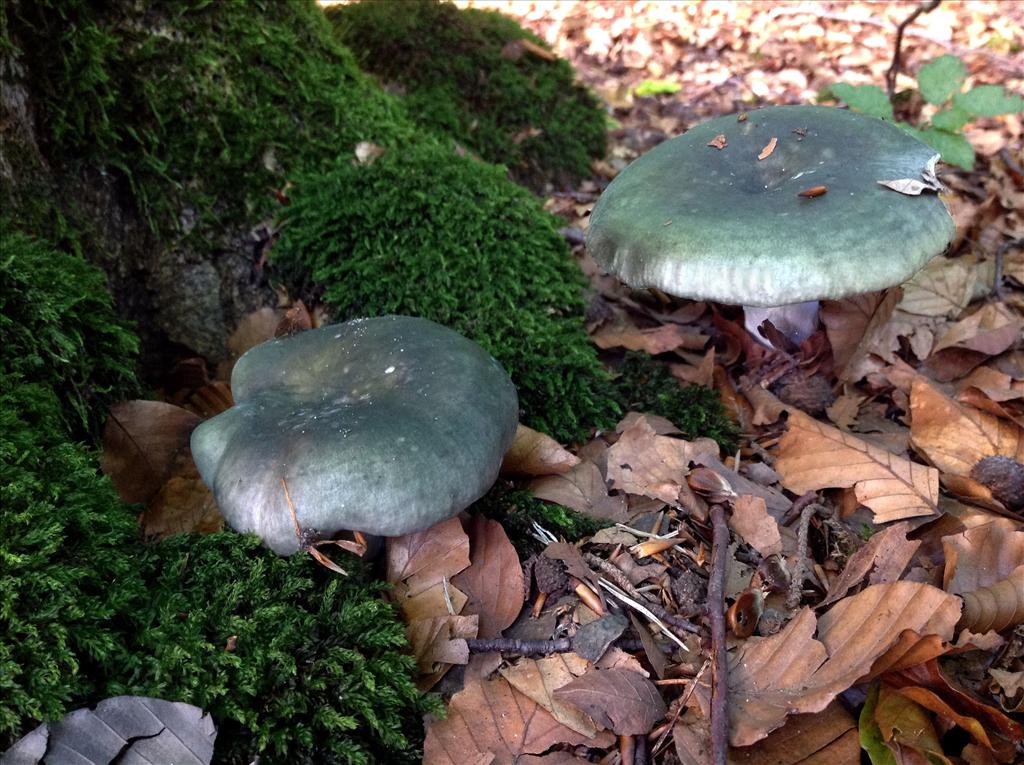 Russula cyanoxantha f. peltereaui (door André Houter)