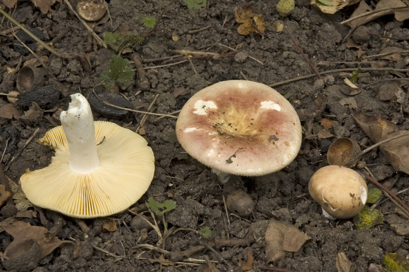 Russula decipiens (door Nico Dam)