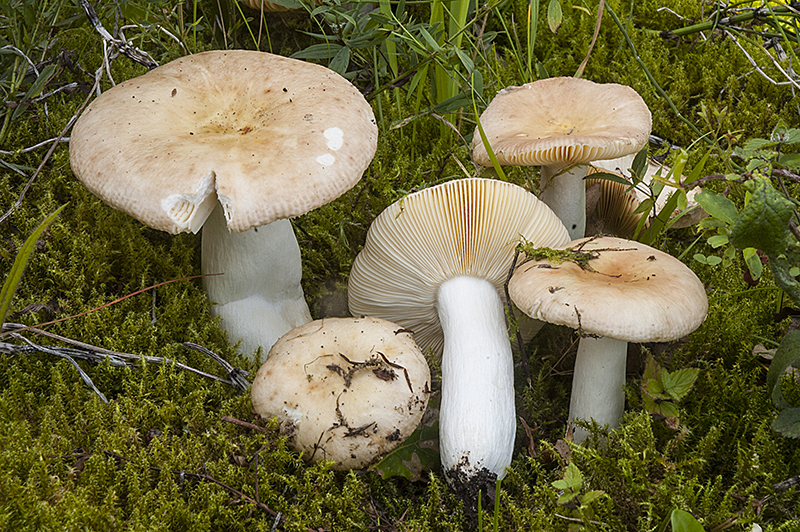 Russula decipiens (door Nico Dam)