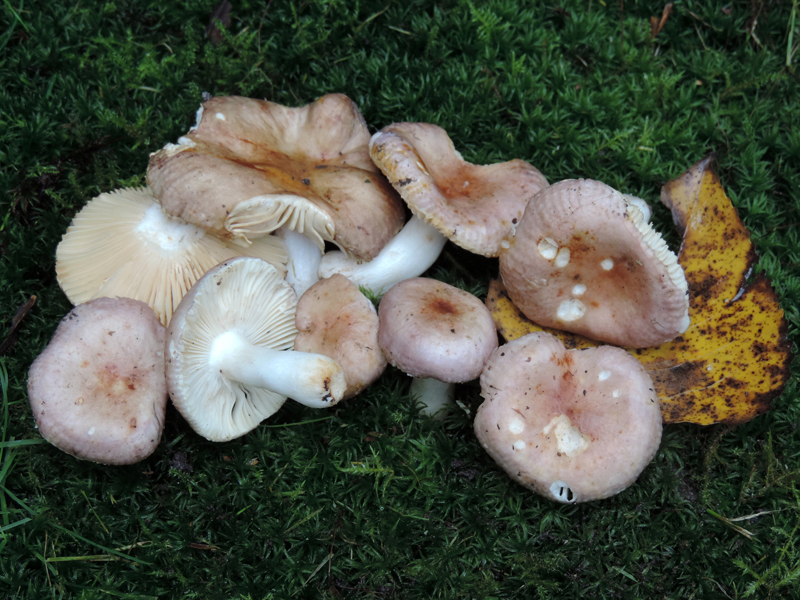 Russula elegans (door Jaap Wisman)