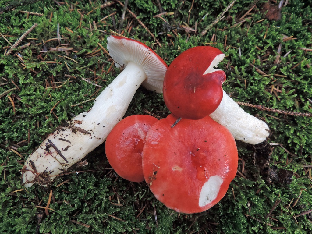 Russula emetica (door Jaap Wisman)