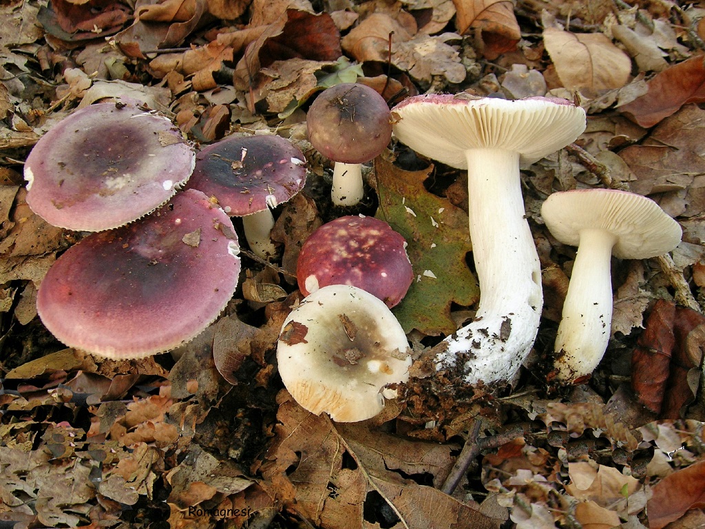 Russula fragilis (door Jaap Wisman)