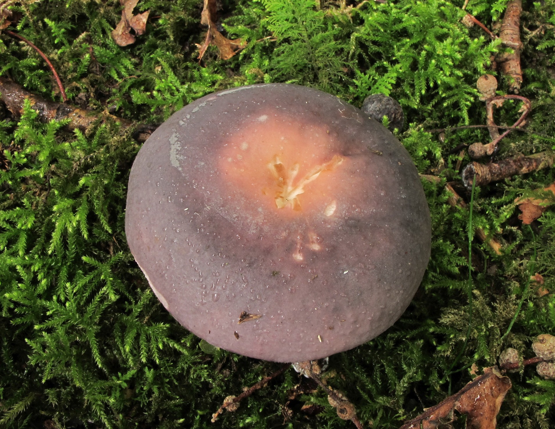 Russula grisea (door Eduard Osieck)