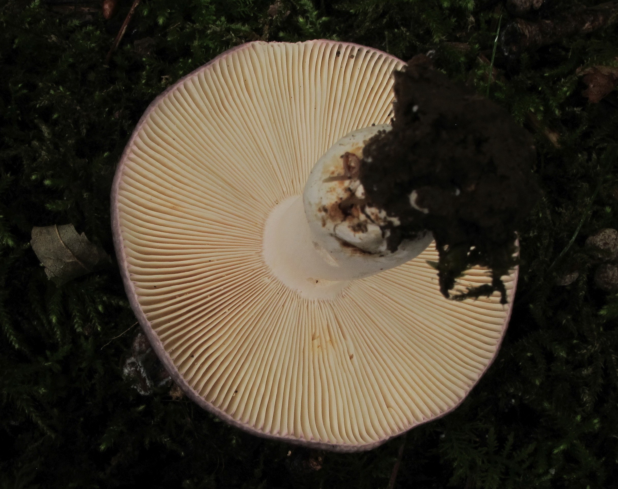 Russula grisea (door Eduard Osieck)