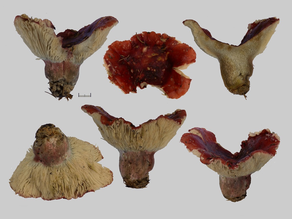 Russula helodes (door Jaap Wisman)