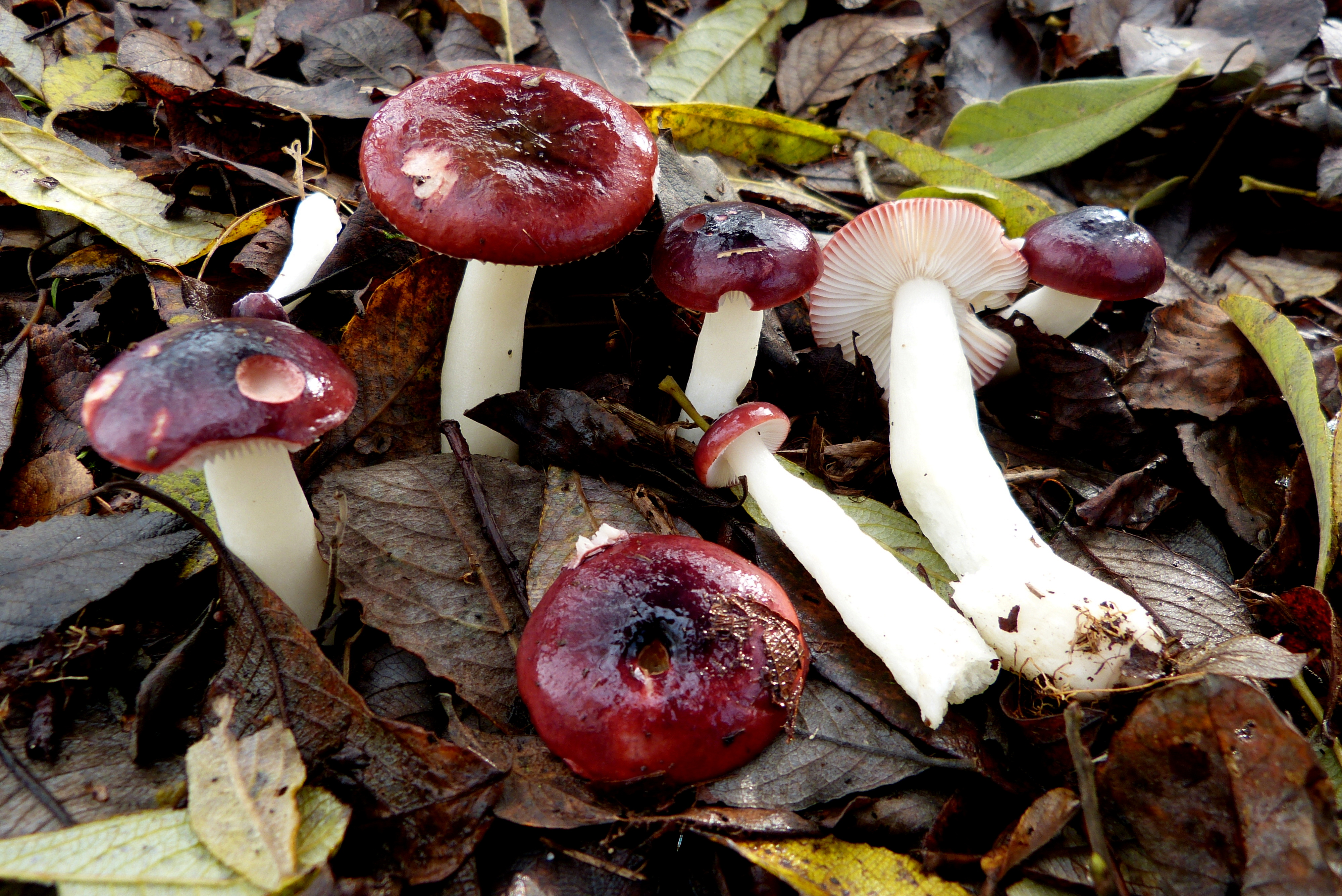 Russula laccata (door Frans Ozinga)