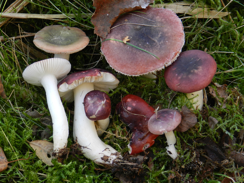 Russula laccata (door Jaap Wisman)