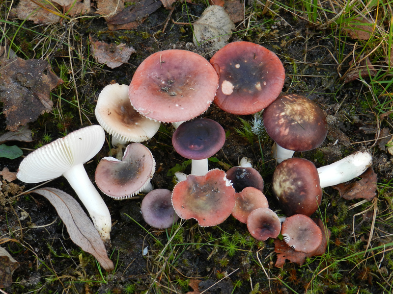 Russula laccata (door Jaap Wisman)