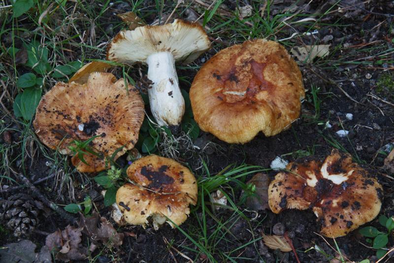 Russula grata (door Menno Boomsluiter)