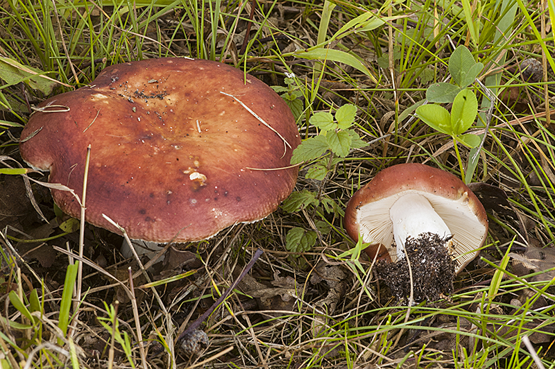 Russula maculata (door Nico Dam)