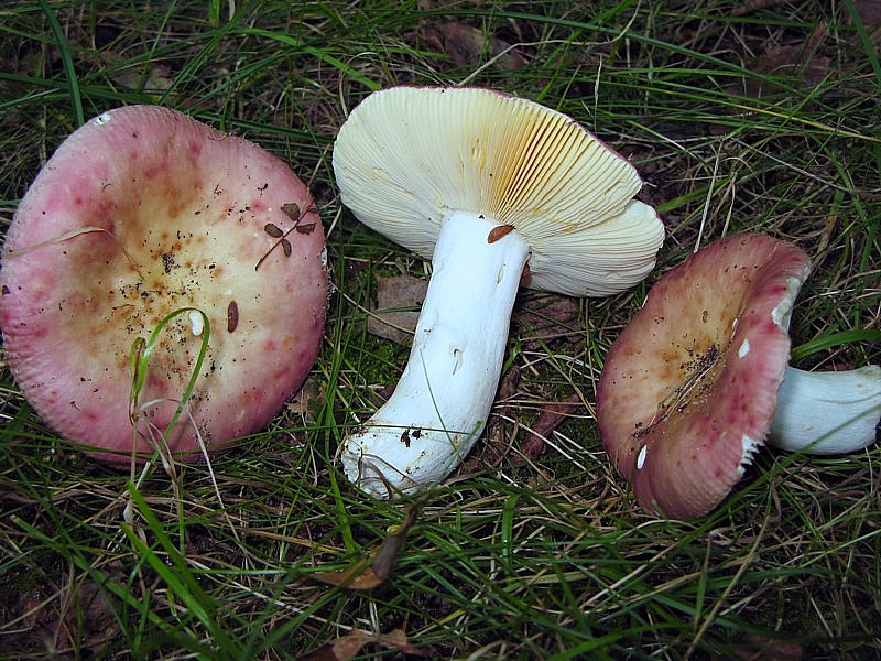 Russula maculata (door Martijn Oud)