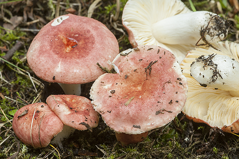 Russula melzeri (door Nico Dam)