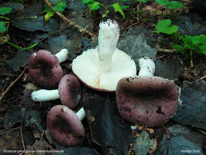 Russula pelargonia sl, incl. abscondita, clariana, multiseptata, violacea (door Martijn Oud)