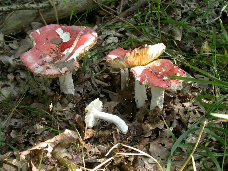 Russula pseudointegra (door Emma van den Dool)