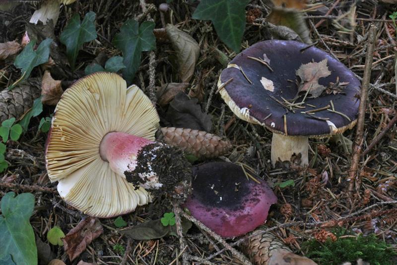 Russula graveolens sl, incl. amoenoides, clavipes, faginea, subrubens (door Menno Boomsluiter)