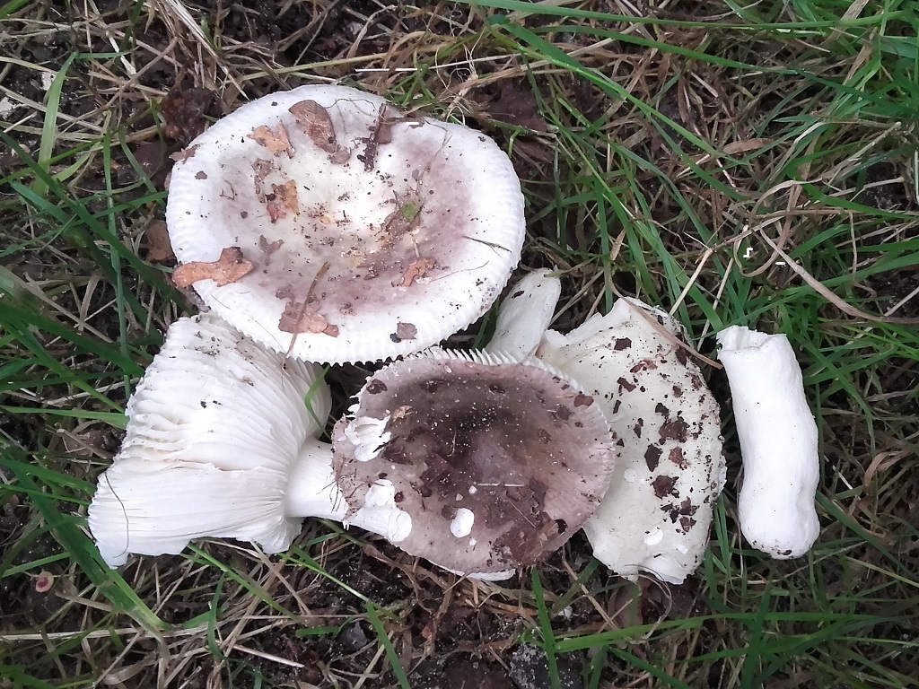 Russula rubrocarminea (door Jaap Wisman)