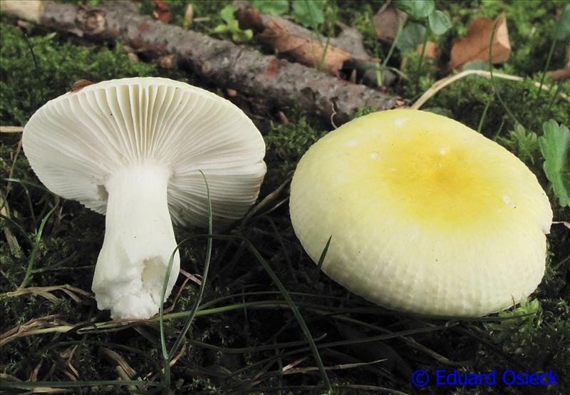 Russula solaris (door Eduard Osieck)