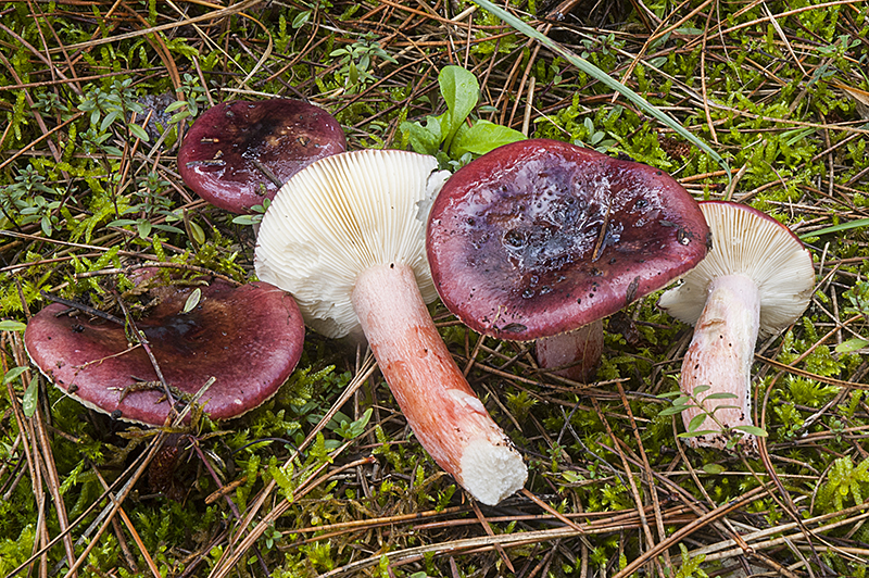 Russula torulosa (door Nico Dam)