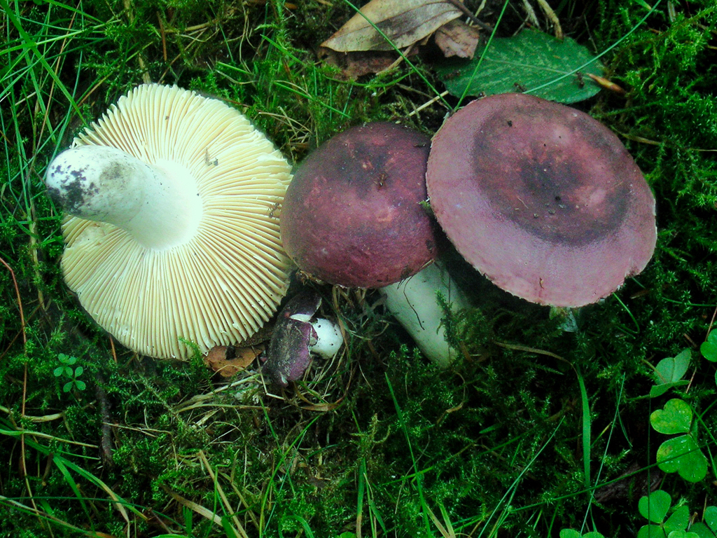 Russula turci (door Jaap Wisman)