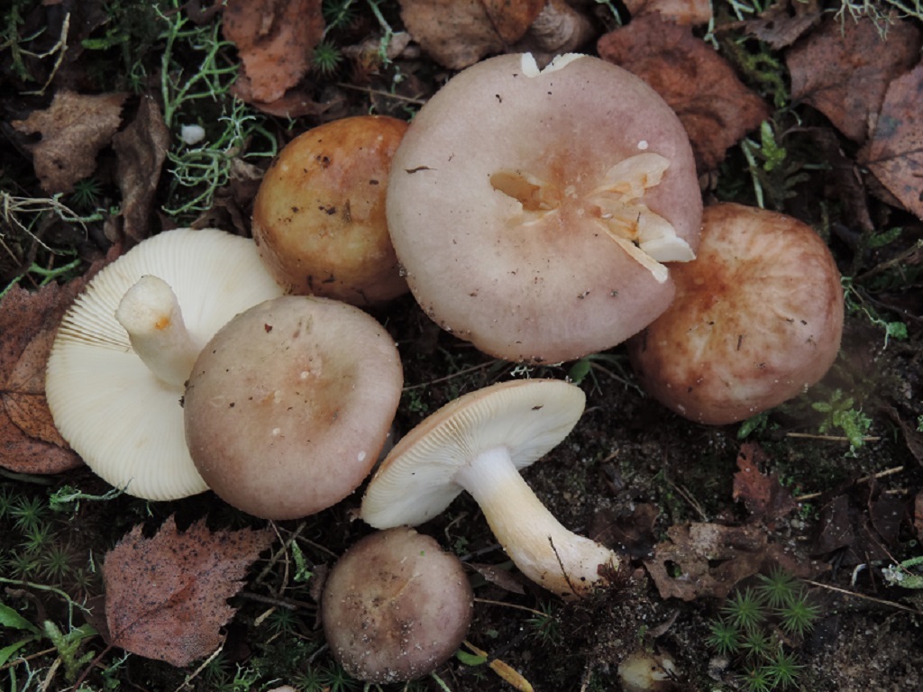 Russula versicolor (door Jaap Wisman)