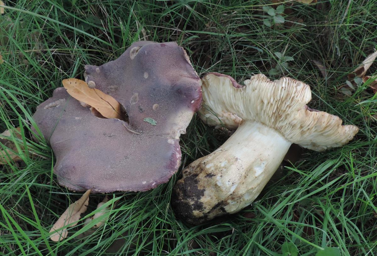 Russula viscida (door Jaap Wisman)