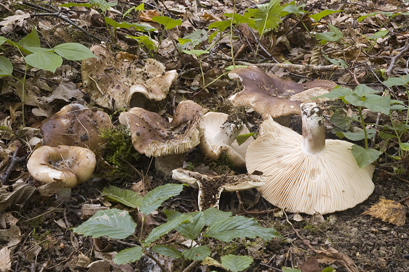 Russula acrifolia (door Nico Dam)