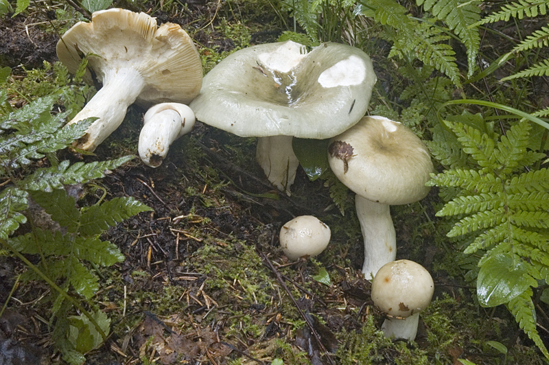 Russula aeruginea (door Nico Dam)