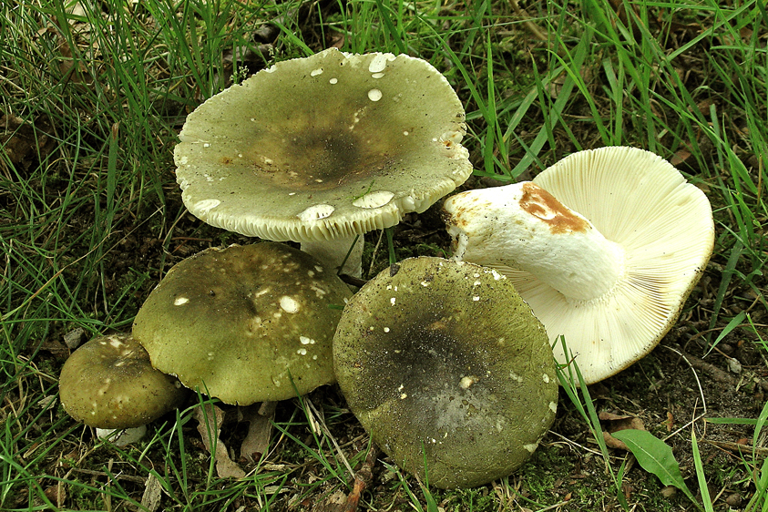 Russula aeruginea (door Henk Huijser)