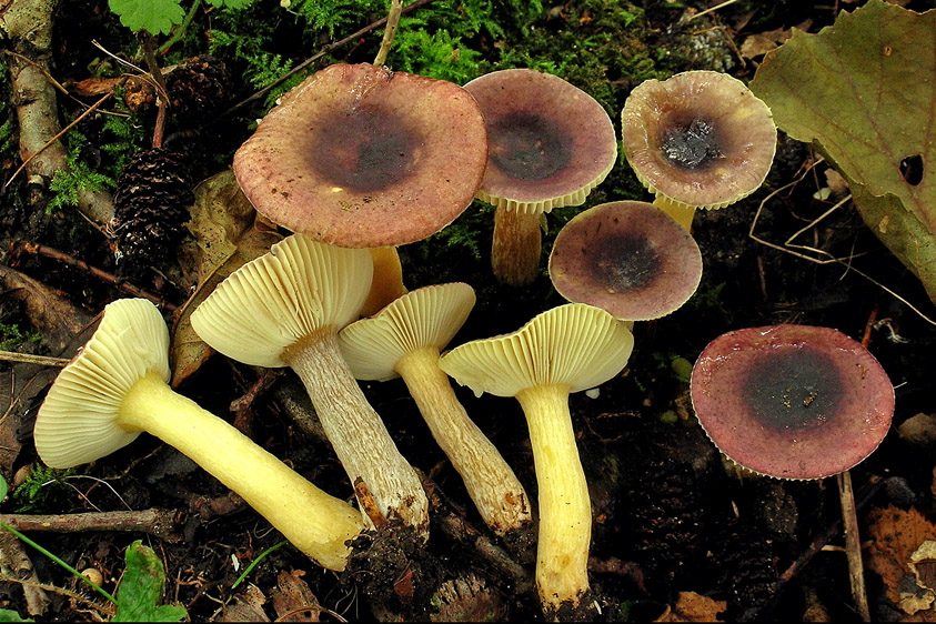 Russula alnetorum (door Henk Huijser)