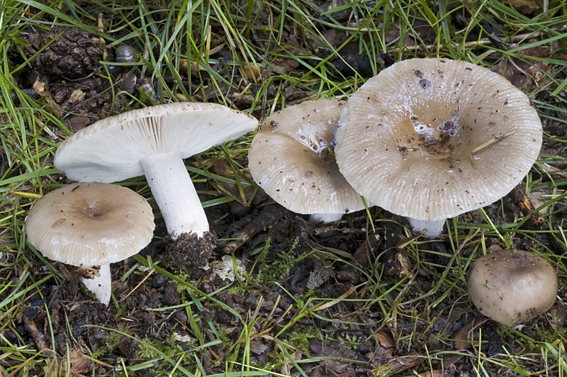 Russula amoenolens (door Nico Dam)