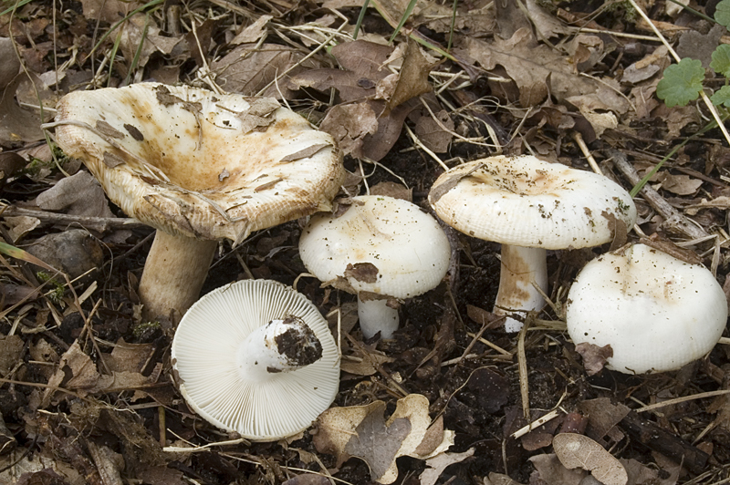 Russula amoenolens (door Nico Dam)