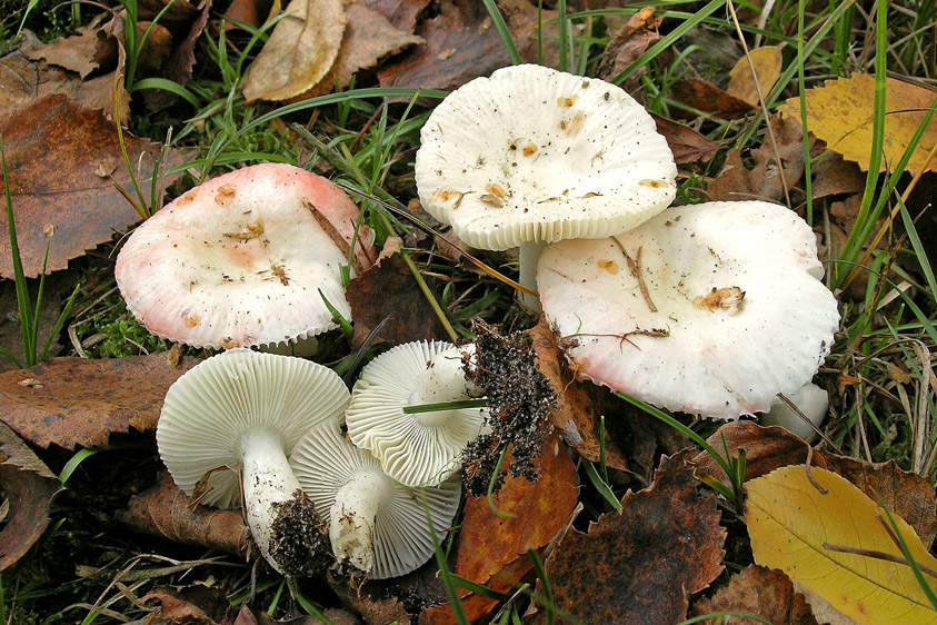 Russula betularum (door Henk Huijser)