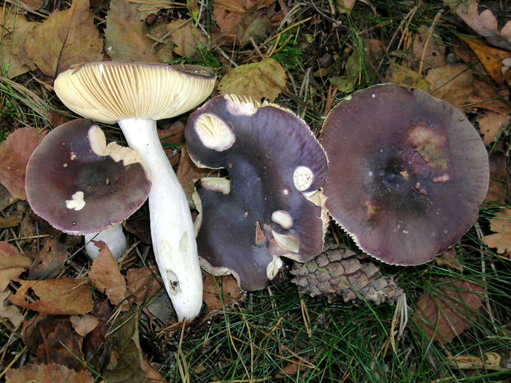 Russula caerulea (door Jaap Wisman)