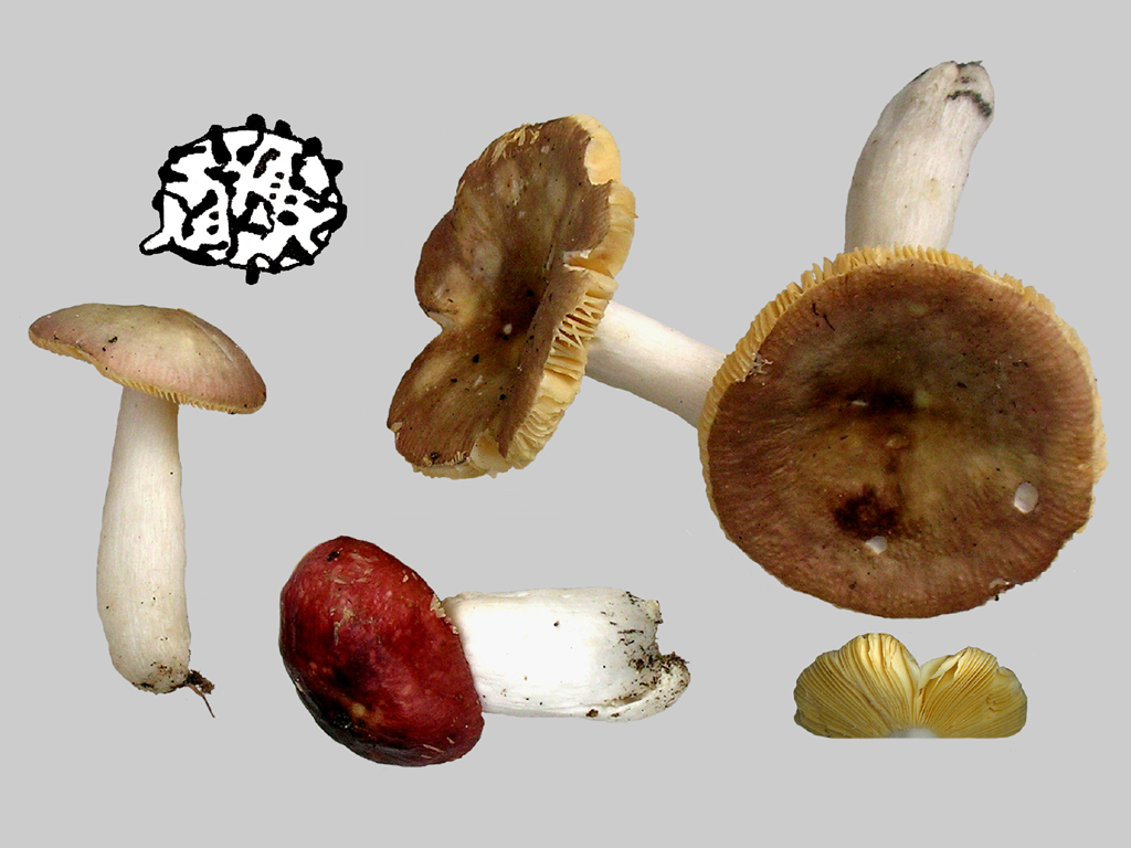 Russula cessans (door Jaap Wisman)