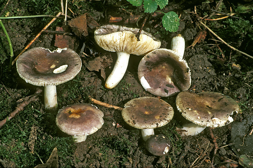 Russula clariana (door Henk Huijser)