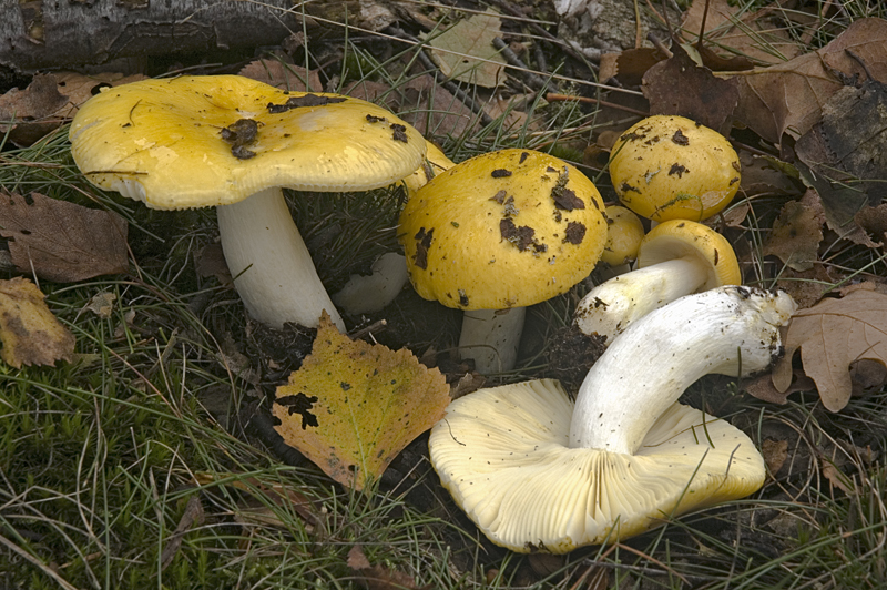 Russula claroflava (door Nico Dam)