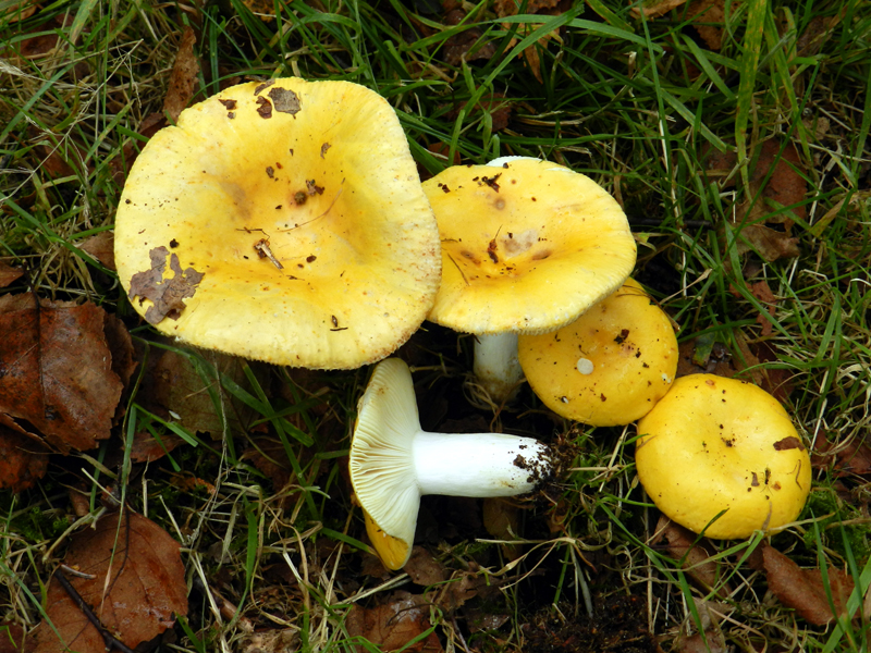 Russula claroflava (door Jaap Wisman)