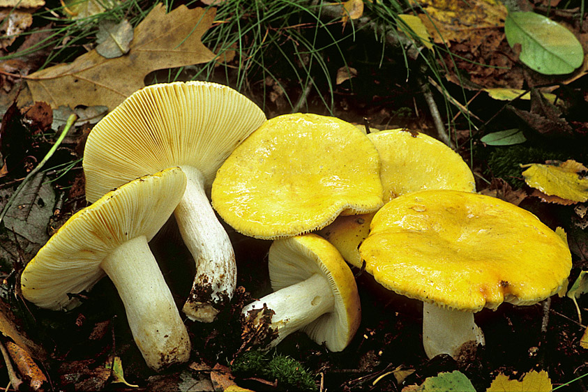 Russula claroflava (door Henk Huijser)