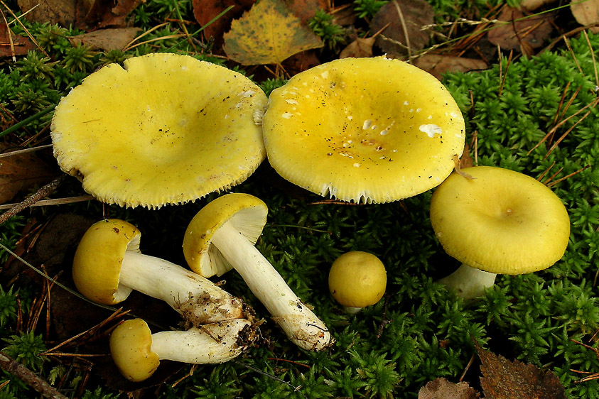 Russula claroflava (door Henk Huijser)