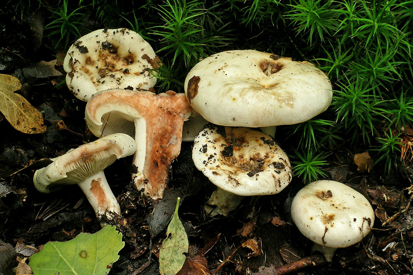 Russula densifolia (door Henk Huijser)