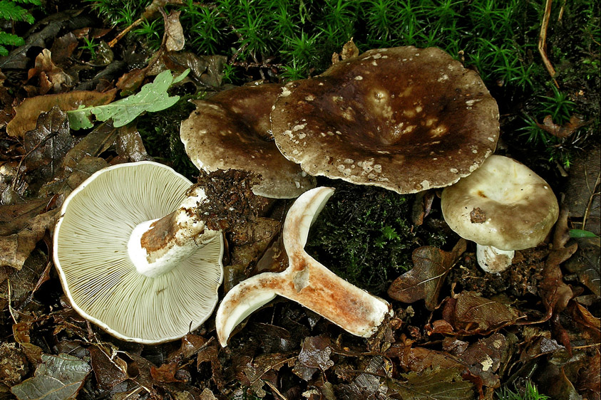 Russula densifolia (door Henk Huijser)