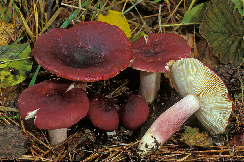 Russula sardonia (door Henk Huijser)