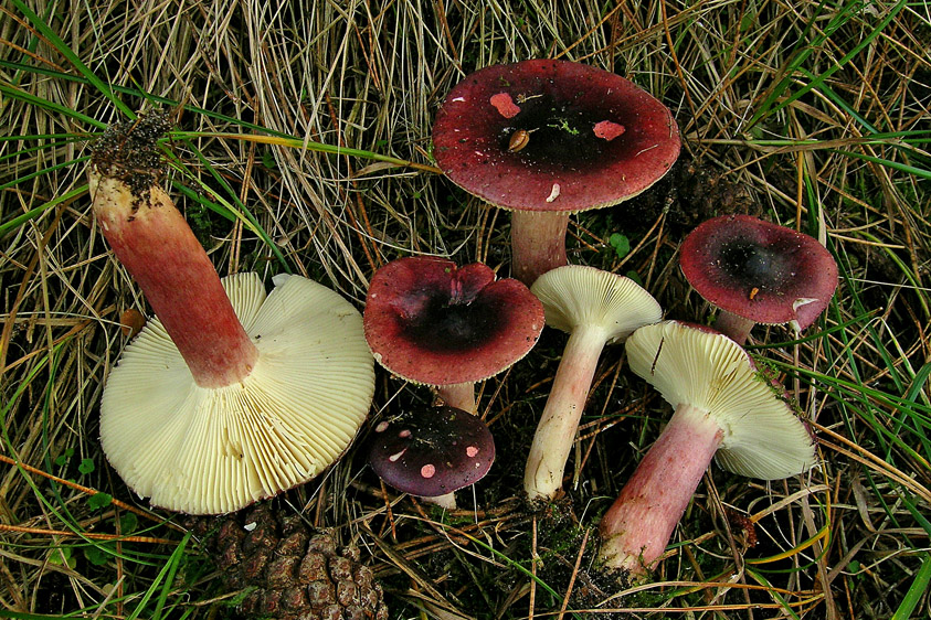 Russula sardonia (door Henk Huijser)